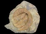 1.9" Orange Declivolithus Trilobite (Pos/Neg Split) Morocco - #92483-3